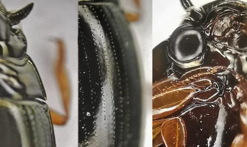 Gyrinus sp.